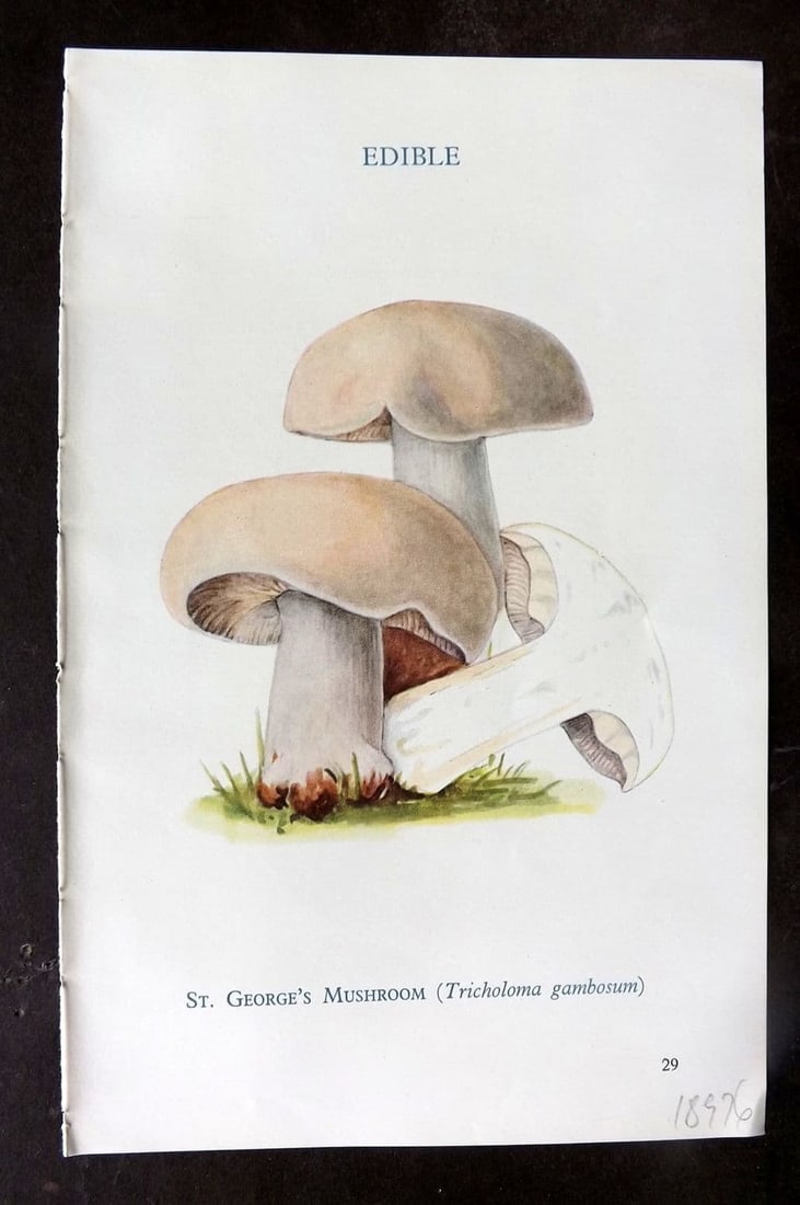 MAFF 1950 Vintage Fungi Mushroom Print. St. George's Mushroom 10: Vintage Offset Lithograph Published 1950, London for "Edible and Poisonous Fungi" by the Ministry of Agriculture & Fisheries (MAFF) Descriptive text to verso but this relates to the adjacent . Paper S