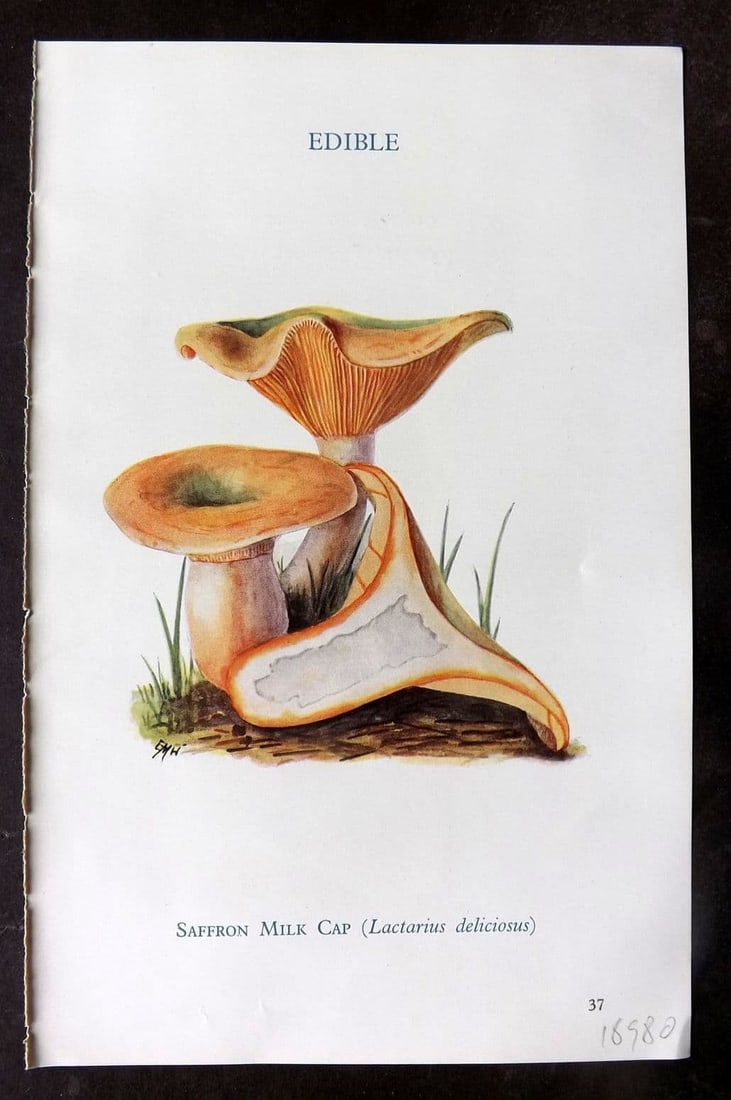 MAFF 1950 Vintage Fungi Mushroom Print. Saffron Milk Cap 14: Vintage Offset Lithograph Published 1950, London for "Edible and Poisonous Fungi" by the Ministry of Agriculture & Fisheries (MAFF) Descriptive text to verso but this relates to the adjacent . Paper S