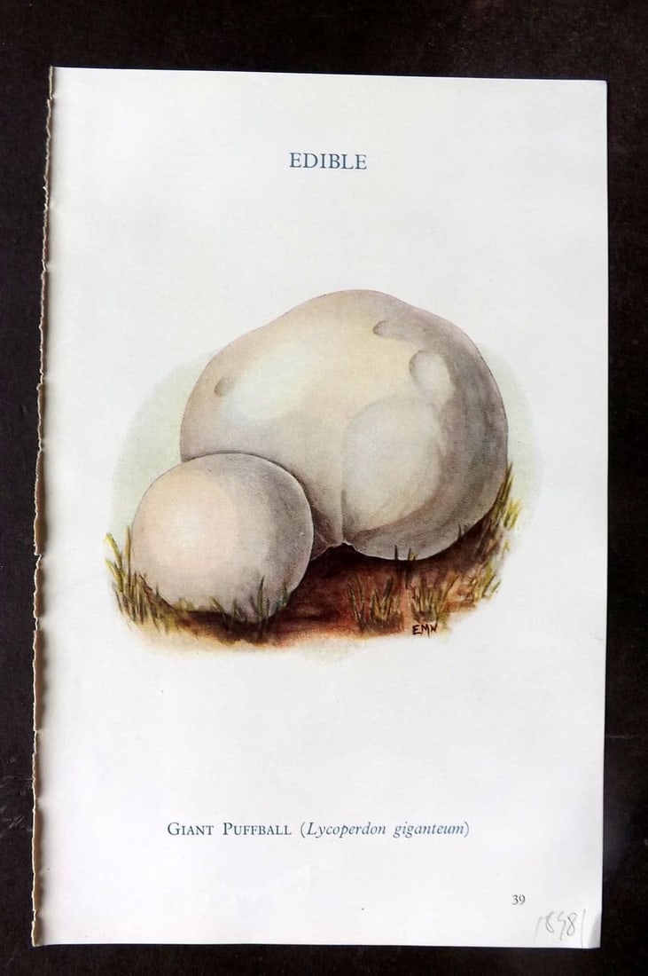 MAFF 1950 Vintage Fungi Mushroom Print. Giant Puffball 15: Vintage Offset Lithograph Published 1950, London for "Edible and Poisonous Fungi" by the Ministry of Agriculture & Fisheries (MAFF) Descriptive text to verso but this relates to the adjacent . Paper S