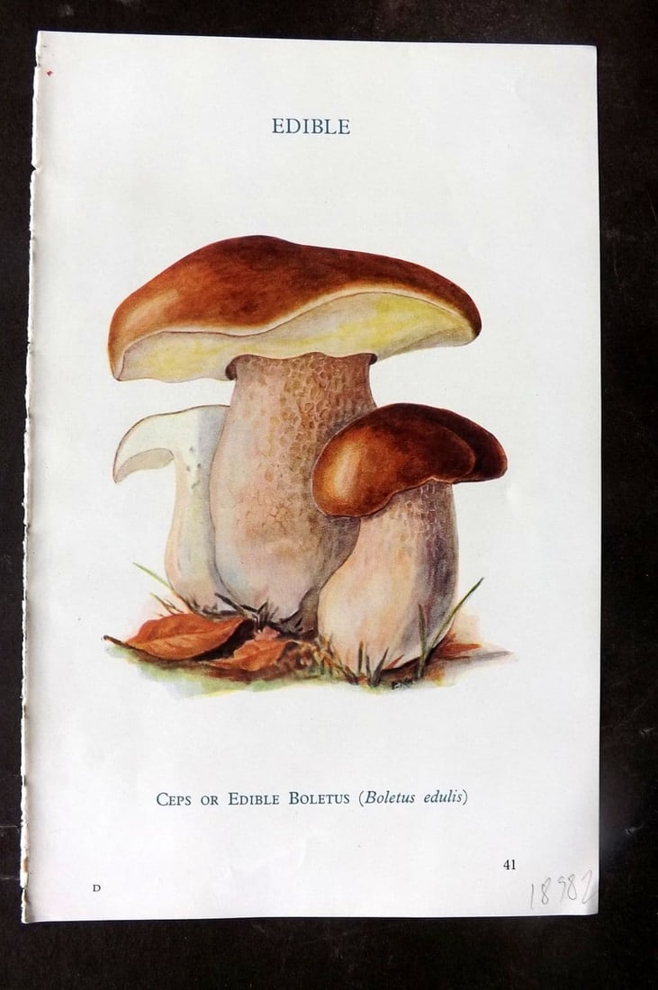 MAFF 1950 Vintage Fungi Mushroom Print. Ceps or Edible Boletus 16: Vintage Offset Lithograph Published 1950, London for "Edible and Poisonous Fungi" by the Ministry of Agriculture & Fisheries (MAFF) Descriptive text to verso but this relates to the adjacent . Paper S