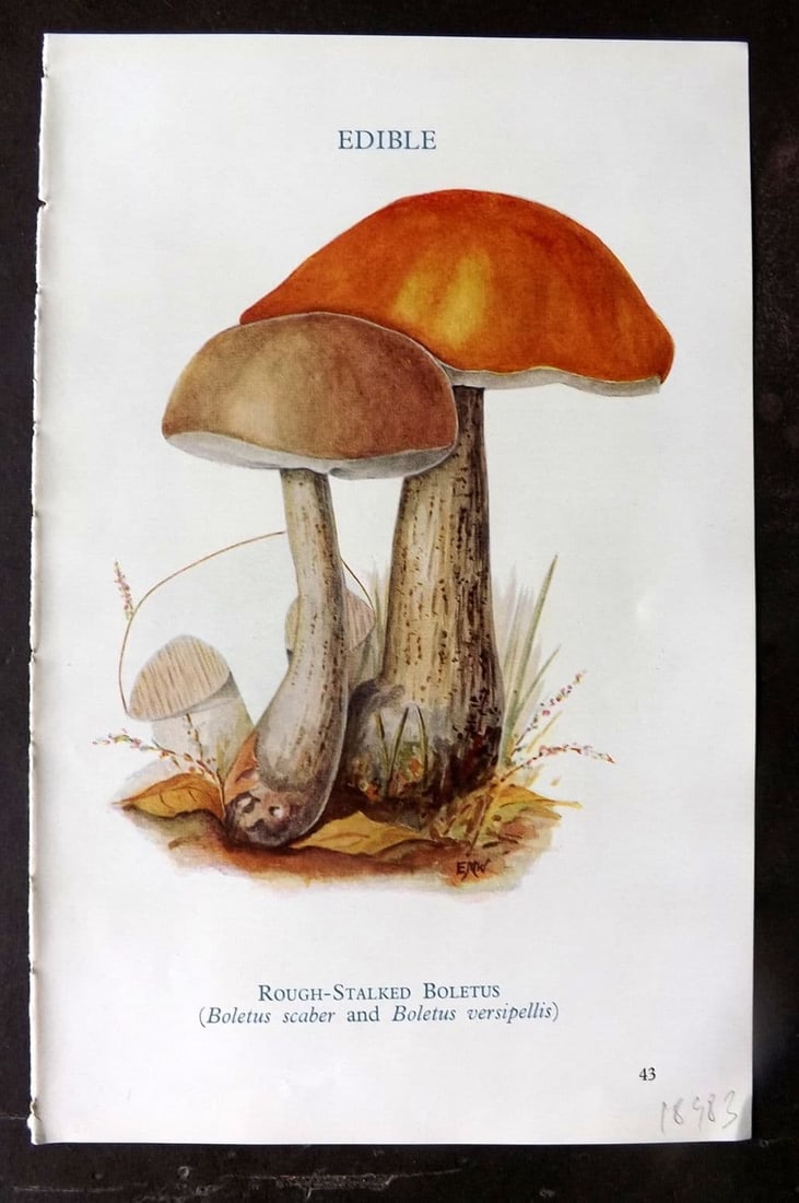 MAFF 1950 Vintage Fungi Mushroom Print. Rough Stalked Boletus 17: Vintage Offset Lithograph Published 1950, London for "Edible and Poisonous Fungi" by the Ministry of Agriculture & Fisheries (MAFF) Descriptive text to verso but this relates to the adjacent . Paper S