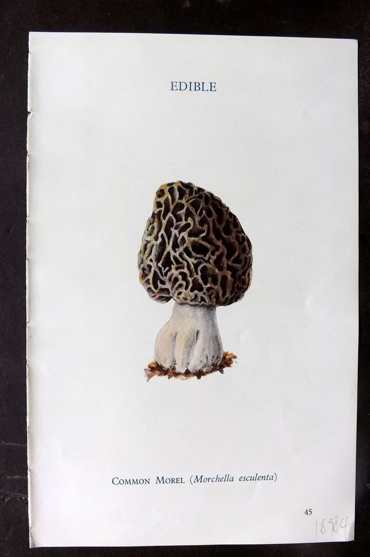 MAFF 1950 Vintage Fungi Mushroom Print. Common Morel 18: Vintage Offset Lithograph Published 1950, London for "Edible and Poisonous Fungi" by the Ministry of Agriculture & Fisheries (MAFF) Descriptive text to verso but this relates to the adjacent . Paper S