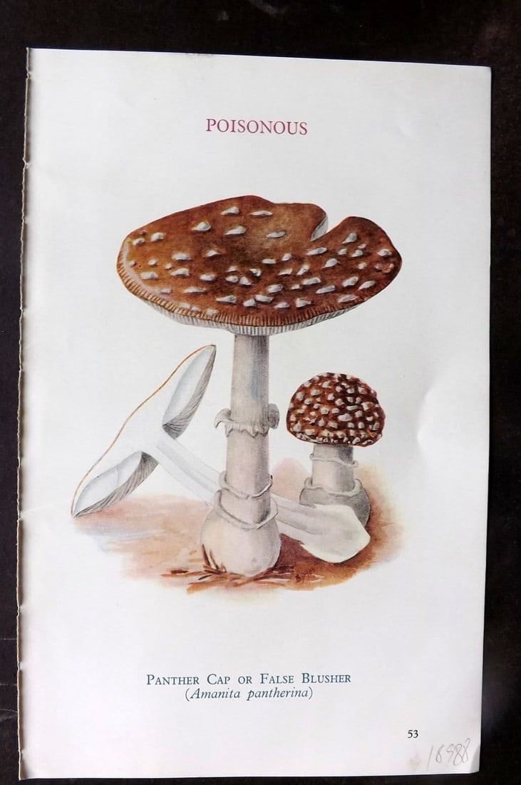 MAFF 1950 Vintage Fungi Mushroom Print. Panther Cap or False Blusher 22: Vintage Offset Lithograph Published 1950, London for "Edible and Poisonous Fungi" by the Ministry of Agriculture & Fisheries (MAFF) Descriptive text to verso but this relates to the adjacent . Paper S