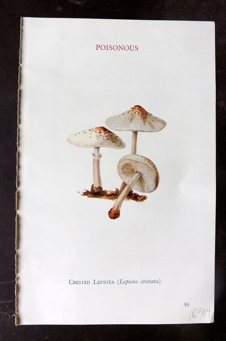 MAFF 1950 Vintage Fungi Mushroom Print. Crested Lepiota 23: Vintage Offset Lithograph Published 1950, London for "Edible and Poisonous Fungi" by the Ministry of Agriculture & Fisheries (MAFF) Descriptive text to verso but this relates to the adjacent . Paper S