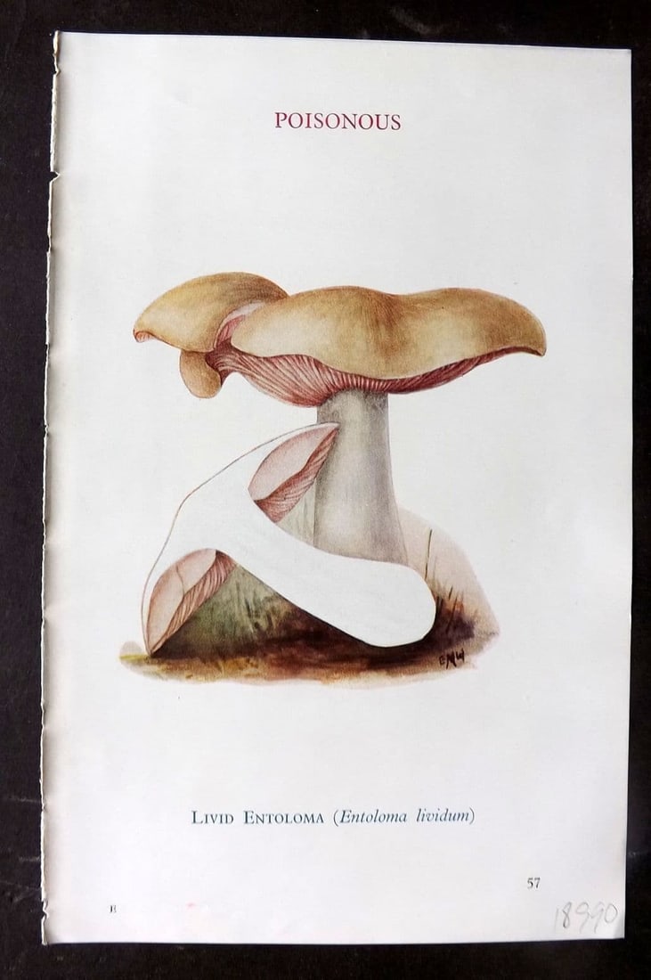 MAFF 1950 Vintage Fungi Mushroom Print. Livid Entoloma 24: Vintage Offset Lithograph Published 1950, London for "Edible and Poisonous Fungi" by the Ministry of Agriculture & Fisheries (MAFF) Descriptive text to verso but this relates to the adjacent . Paper S