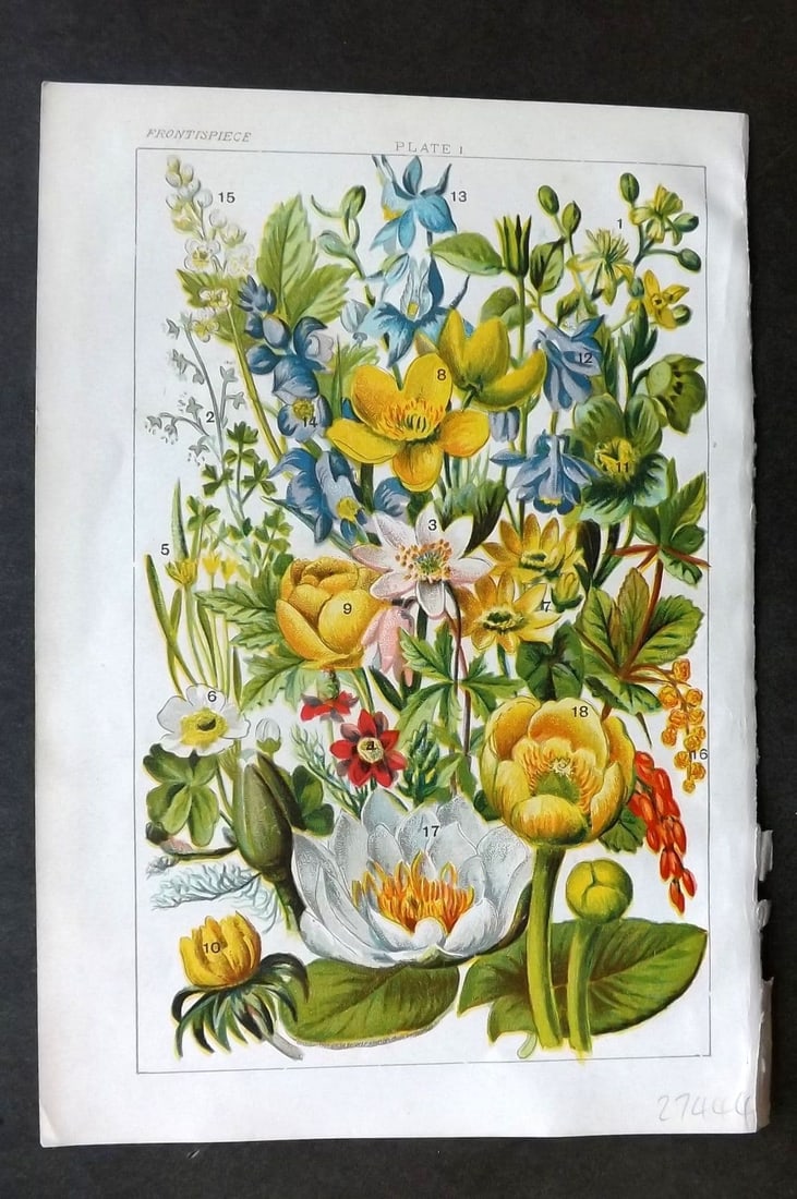 Gordon C1900 Traveller's Joy, Hellebore Marsh Marigold Monkshood, Water Lily 01: Antique Chromolithograph Published C1900, London for the "Our Country's" Series by W. J. Gordon. Paper Size: 7.5 x 5 inch (19 x 13cm) Good Condition