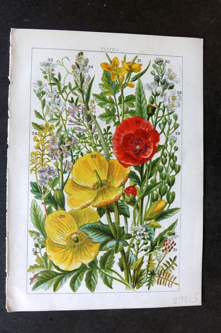 Gordon C1900 Poppy, Celandine, Sea Rocket, Cress, Pepperwort, Scurvy Grass 02: Antique Chromolithograph Published C1900, London for the "Our Country's" Series by W. J. Gordon. Paper Size: 7.5 x 5 inch (19 x 13cm) Good Condition