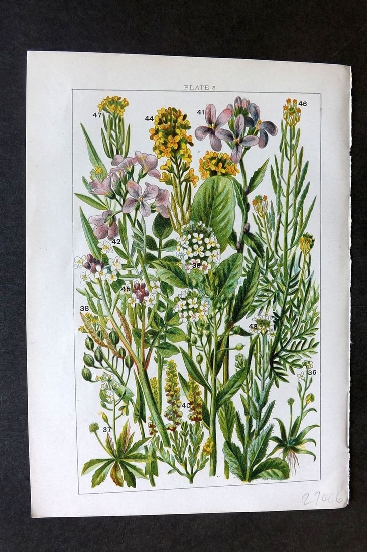 Gordon C1900 Awlwort, Whitlow Grass, Cuckoo Flower, Water Cress, Mustard 03: Antique Chromolithograph Published C1900, London for the "Our Country's" Series by W. J. Gordon. Paper Size: 7.5 x 5 inch (19 x 13cm) Good Condition