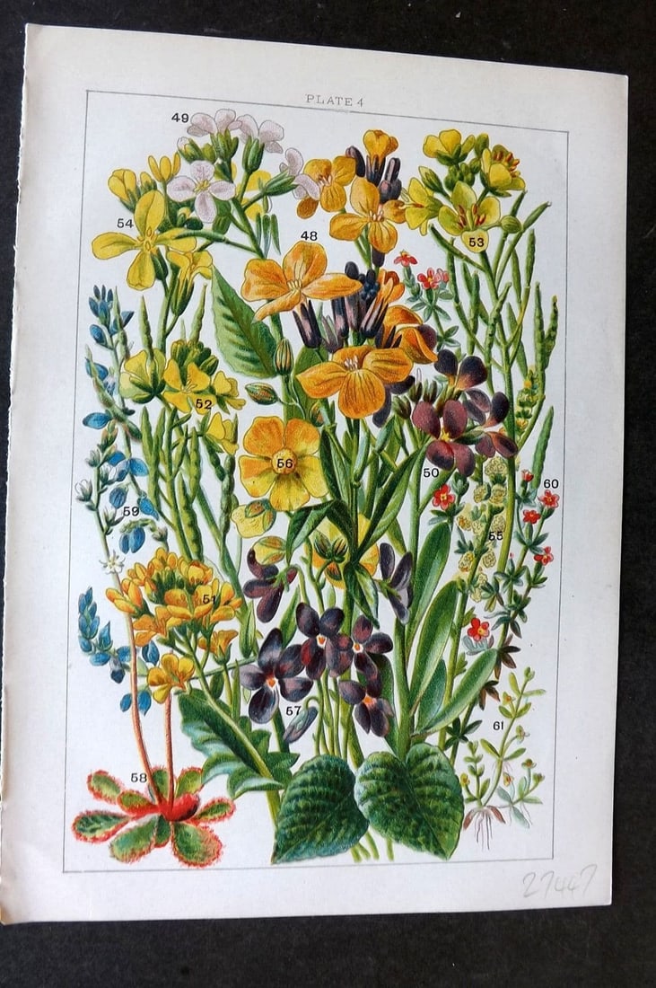 Gordon C1900 Print. Wallflower, Rocket, Radish, Violet, Milkwort, Sea Heath 04: Antique Chromolithograph Published C1900, London for the "Our Country's" Series by W. J. Gordon. Paper Size: 7.5 x 5 inch (19 x 13cm) Good Condition