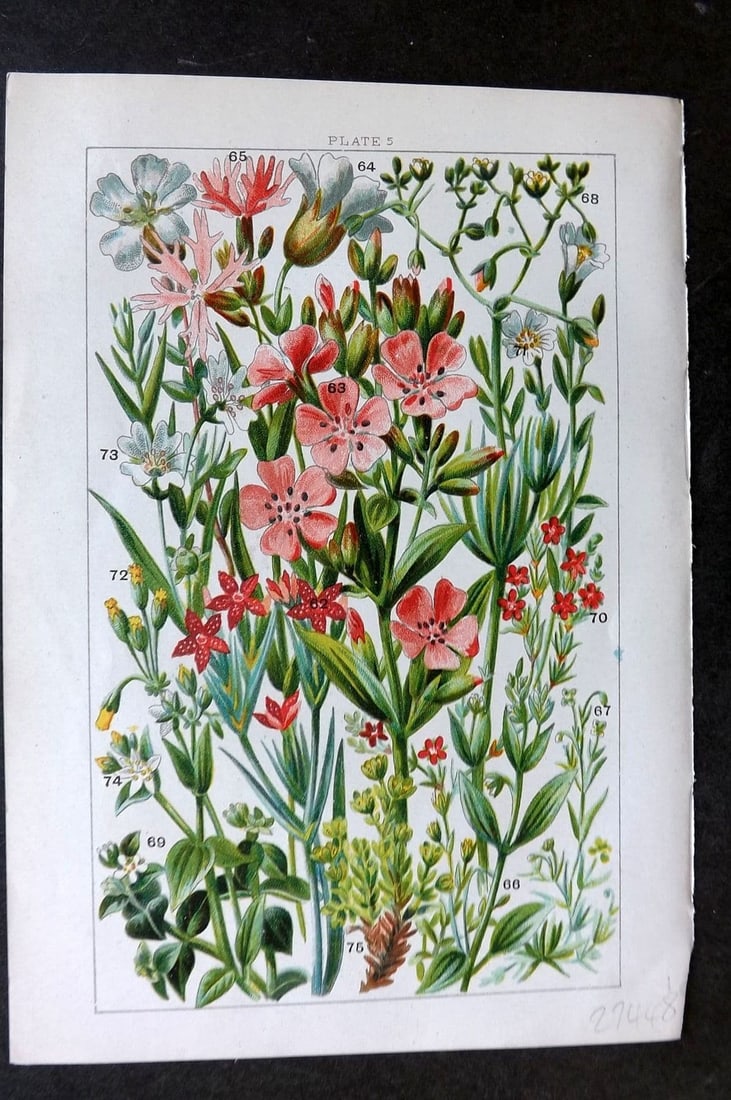 Gordon C1900 Print. Deptford Pink, Sea Campion, Pearlwort, Spurrey Chickweed 05: Antique Chromolithograph Published C1900, London for the "Our Country's" Series by W. J. Gordon. Paper Size: 7.5 x 5 inch (19 x 13cm) Good Condition
