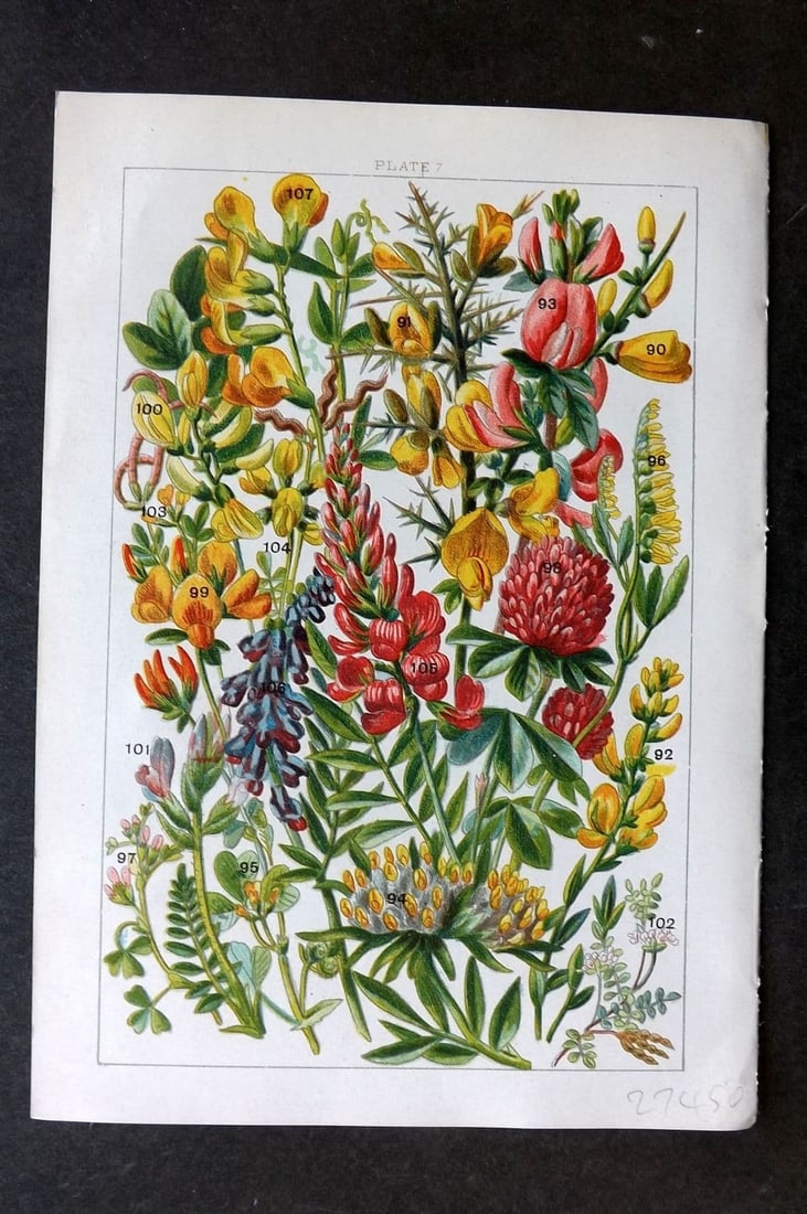 Gordon C1900 Print. Broom, Furze, Kidney Vetch, Trefoil, Vetch, Medick 07: Antique Chromolithograph Published C1900, London for the "Our Country's" Series by W. J. Gordon. Paper Size: 7.5 x 5 inch (19 x 13cm) Good Condition