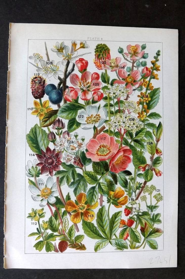 Gordon C1900 Print. Blackthorn, Cinquefoil, Strawberry, Blackberry 08: Antique Chromolithograph Published C1900, London for the "Our Country's" Series by W. J. Gordon. Paper Size: 7.5 x 5 inch (19 x 13cm) Good Condition
