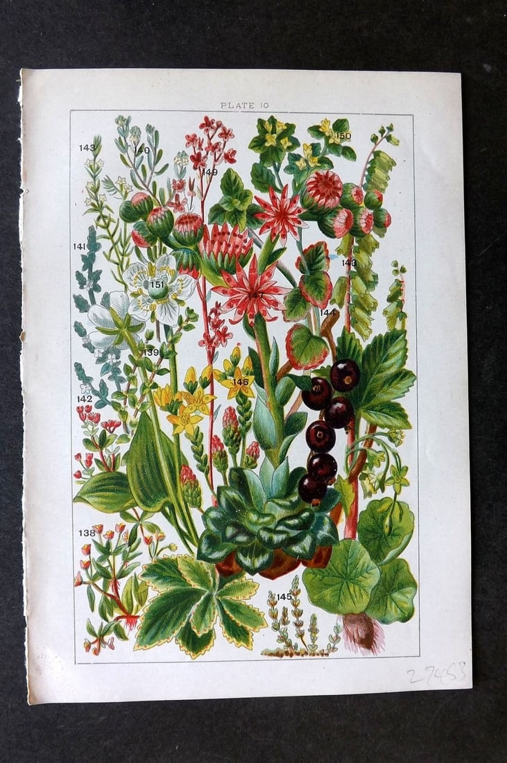 Gordon C1900 Knot Grass, Strapwort, Black Currant, Houseleek, London Pride 10: Antique Chromolithograph Published C1900, London for the "Our Country's" Series by W. J. Gordon. Paper Size: 7.5 x 5 inch (19 x 13cm) Good Condition