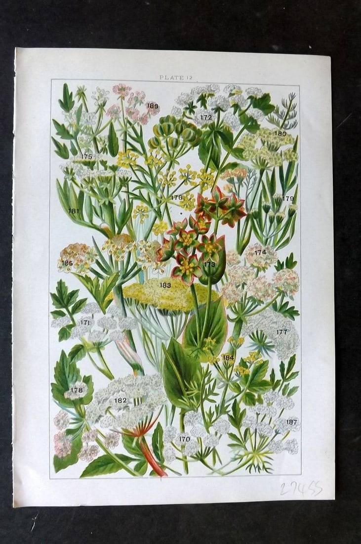 Gordon C1900 Print. Saxifrage, Dropwort, Fool's Parsley, Fennel, Hogweed 12: Antique Chromolithograph Published C1900, London for the "Our Country's" Series by W. J. Gordon. Paper Size: 7.5 x 5 inch (19 x 13cm) Good Condition