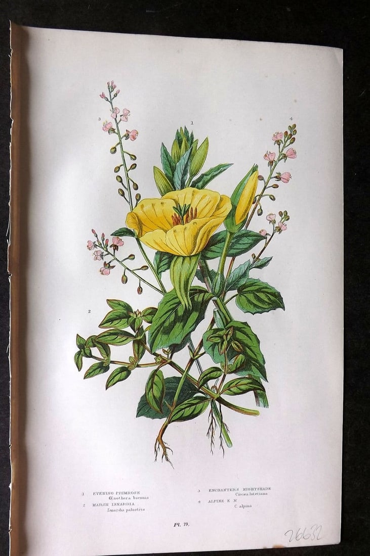 Anne Pratt 1899 Print. Evening Primrose, Enchanter's Nightshade, Isnardia 79: Antique Chromolithograph Published 1899 by Frederick Warne & Co, London for "The Flowering Plants, Grasses, Sedges & Ferns of Great Britain" by Anne Pratt. Paper Size: 9 x 5.5 inch (23 x 14cm) Good Co