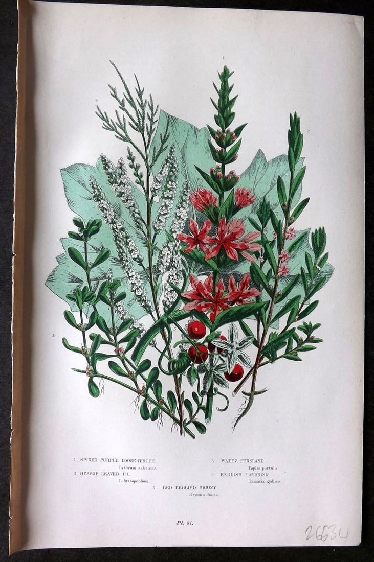 Anne Pratt 1899 Botanical Print. Purple Loosestripe, Purslane, Tamarisk 81: Antique Chromolithograph Published 1899 by Frederick Warne & Co, London for "The Flowering Plants, Grasses, Sedges & Ferns of Great Britain" by Anne Pratt. Paper Size: 9 x 5.5 inch (23 x 14cm) Good Co