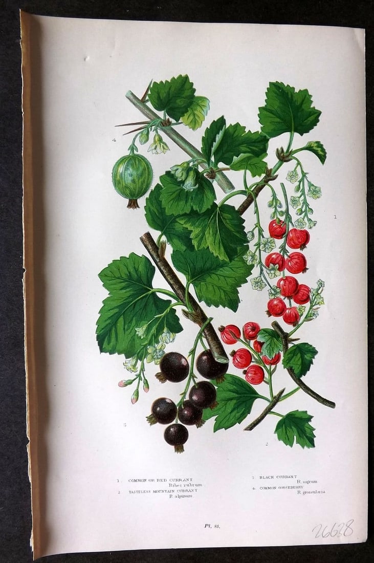Anne Pratt 1899 Botanical Print. Red Currant, Black Currant, Gooseberry 85: Antique Chromolithograph Published 1899 by Frederick Warne & Co, London for "The Flowering Plants, Grasses, Sedges & Ferns of Great Britain" by Anne Pratt. Paper Size: 9 x 5.5 inch (23 x 14cm) Good Co