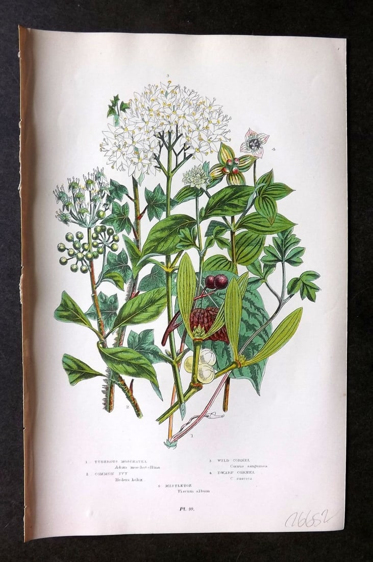 Anne Pratt 1899 Botanical Print. Moschatel, Cornel, Ivy, Mistletoe 99: Antique Chromolithograph Published 1899 by Frederick Warne & Co, London for "The Flowering Plants, Grasses, Sedges & Ferns of Great Britain" by Anne Pratt. Paper Size: 9 x 5.5 inch (23 x 14cm) Good Co