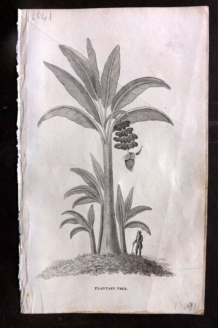 Simeon Shaw 1823 Antique Botanical Print. Plantain Tree: Antique Copper Plate Published 1823, London for "Nature Displayed in the Heavens, and on the Earth" by Simeon Shaw. Paper Size: 8 x 4.5 inch (20 x 12cm) Good Condition