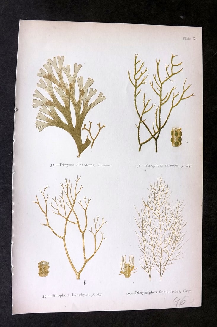 Gatty, Mrs Alfred 1872 Seaweed Print. Dictyota, Stilophora, Dictyosiphon 10: Woodblock Published 1872, London for "British Sea-Weeds. Drawn From Professor Harvey's 'Phycologia Britannica'" by Mrs Alfred Gatty. Printed in colours, some plates with additional hand colour. Paper 