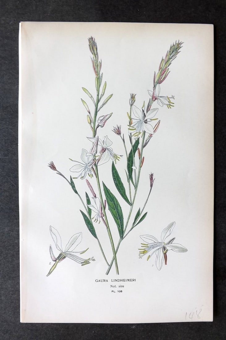 Step, Edward 1897 Botanical Print. Gaura Lindheimeri 108: Chromolithographs Published 1896-97 by Frederick Warne & Co., London for "Favourite Flowers of Garden and Greenhouse" by Edward Step and William Watson. Paper Size: 9.5 x 6 inch (24 x 15cm) Good Condi