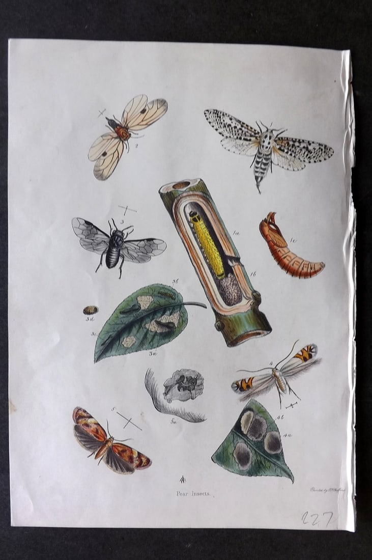 Moore & Ayres 1850 Hand Col Botanical Print. Pear Insects. Moths etc (1 of 1)