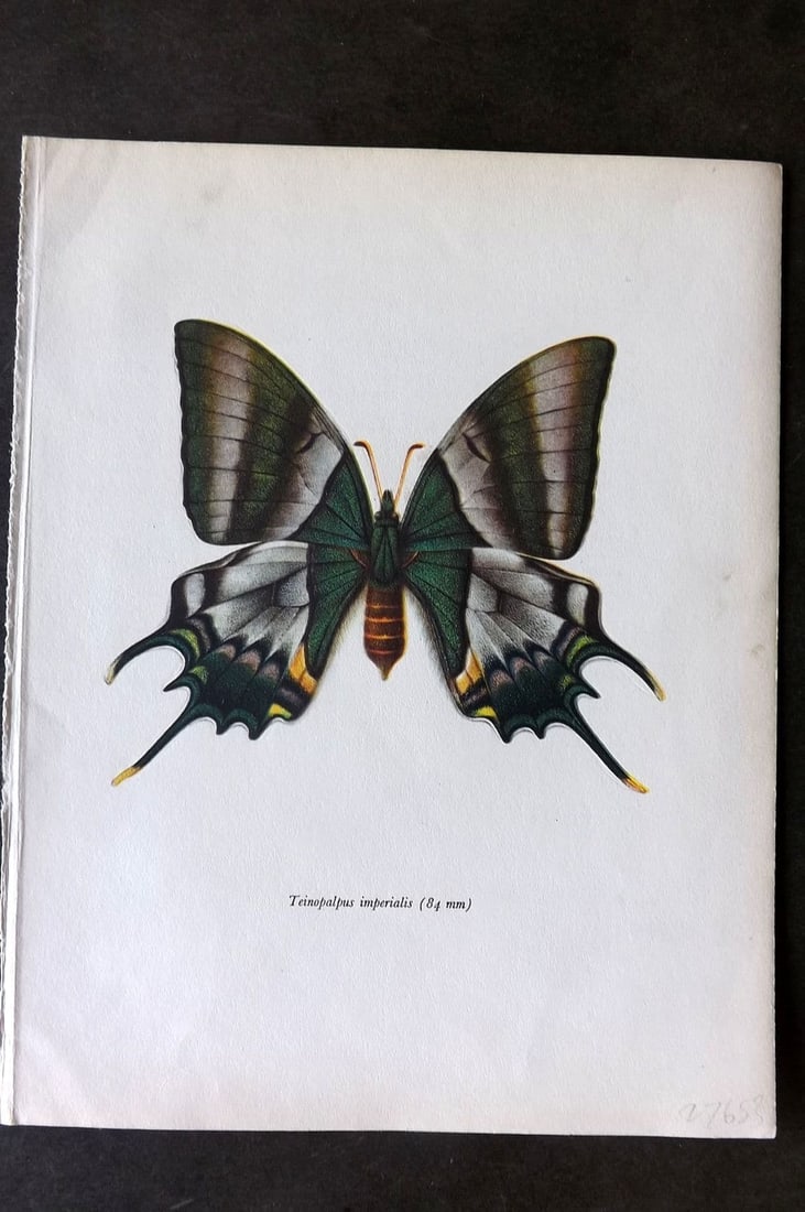 Prochazka, Frantisek 1963 Vintage Butterfly Print. Kaiser-I-Hind (1 of 1)