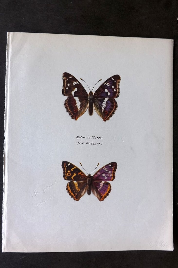 Prochazka, Frantisek 1963 Butterfly Print. Purple Emperor & European Purple Emperor (1 of 1)