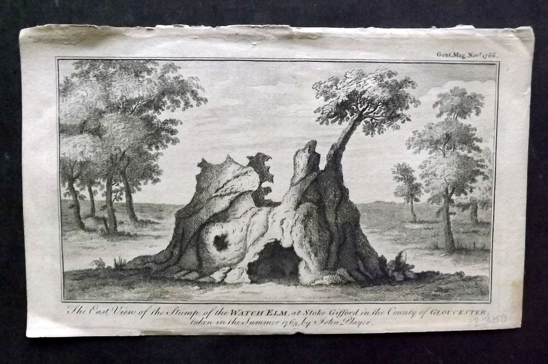 Gentleman's Mag. 1766 Print. Stump of the Watch Elm, Stoke Gifford, Gloucestershire (1 of 1)