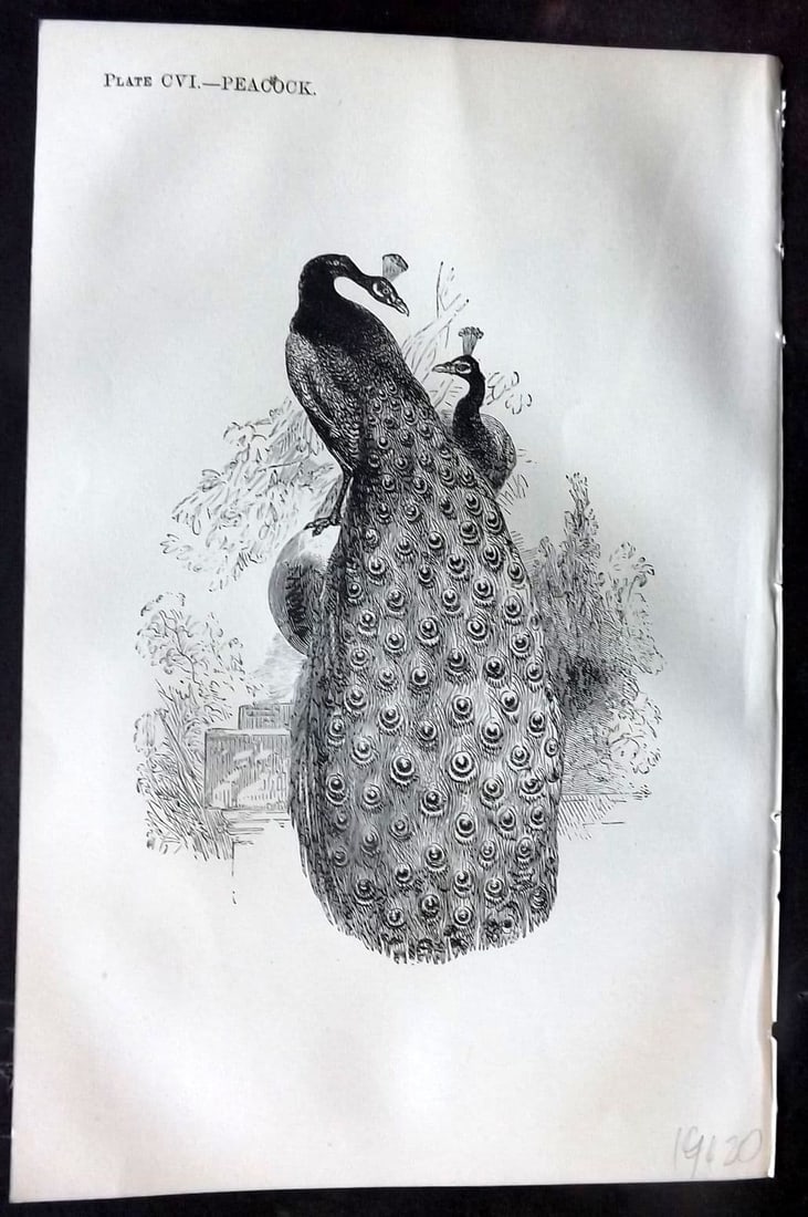 Beeton, Samuel 1870 Antique Bird Print. Peacock 106 (1 of 1)