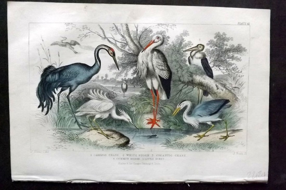 Goldsmith, Oliver 1866 Hand Col Bird Print. Crane, White Stork, Heron, Little Egret 61 (1 of 1)