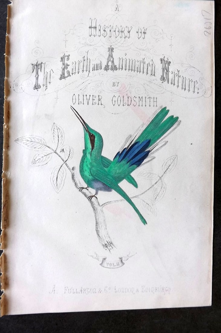 Goldsmith, Oliver 1855 Hand Col Bird Print. White Striped Hummingbird. Title Page: Antique Etching/Engraving Published 1855 by A. Fullarton & Co., London for "A History of the Earth and Animated Nature" by Oliver Goldsmith. Fine hand colour as issued. Paper Size: 10 x 6 inch (25 x 1