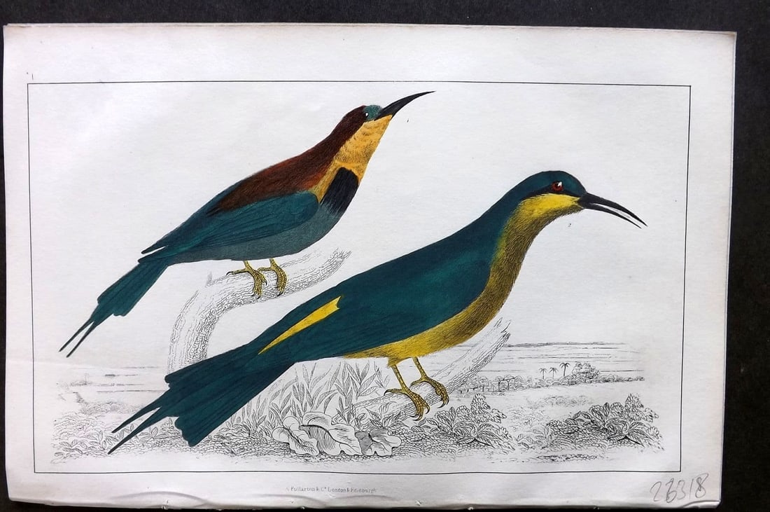 Goldsmith, Oliver 1855 Hand Col Bird Print. Red Winged & Blue Headed Bee Eater 01 (1 of 1)
