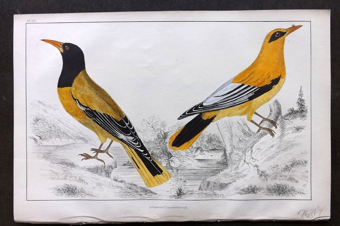 Goldsmith, Oliver 1855 Hand Col Bird Print. Black Headed & Black Cheeked Oriole 18: Antique Etching/Engraving Published 1855 by A. Fullarton & Co., London for "A History of the Earth and Animated Nature" by Oliver Goldsmith. Fine hand colour as issued. Paper Size: 10 x 6 inch (25 x 1
