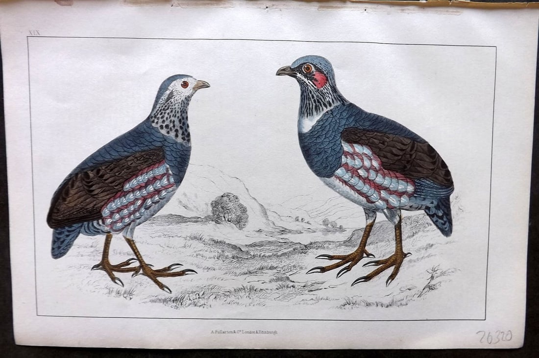 Goldsmith, Oliver 1855 Hand Col Bird Print. Large Footed Partridge 19 (1 of 1)