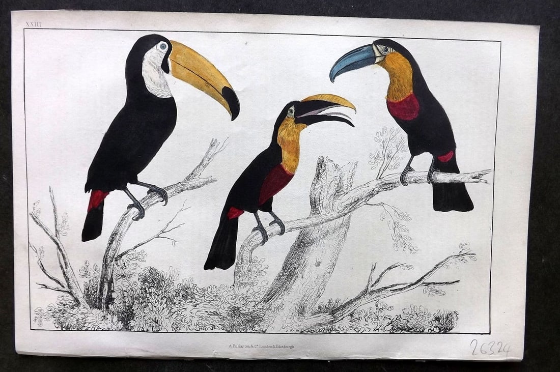 Goldsmith, Oliver 1855 Hand Col Bird Print. Toco, Tocard & Blue Billes Toucans 23 (1 of 1)