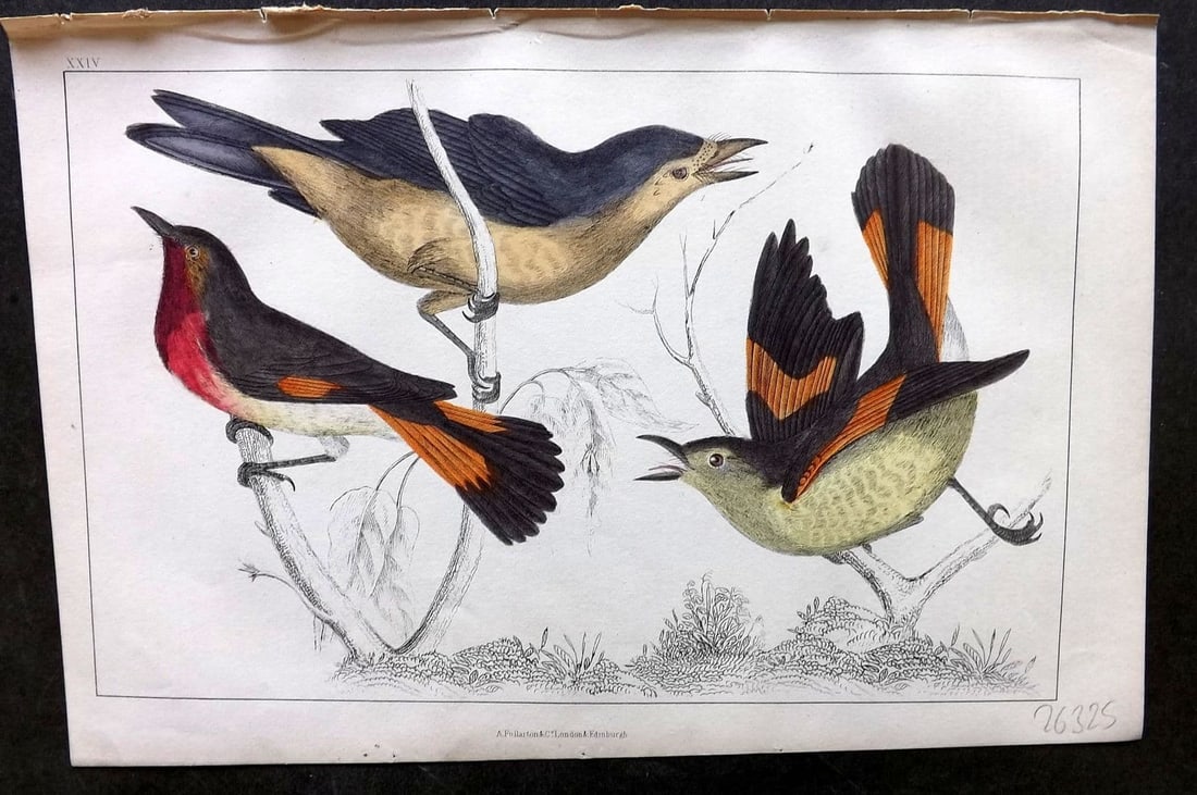 Goldsmith, Oliver 1855 Hand Col Bird Print. Gnat Catchers 24 (1 of 1)