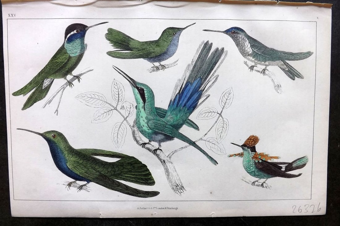 Goldsmith, Oliver 1855 Hand Col Bird Print. Hummingbirds 25 (1 of 1)