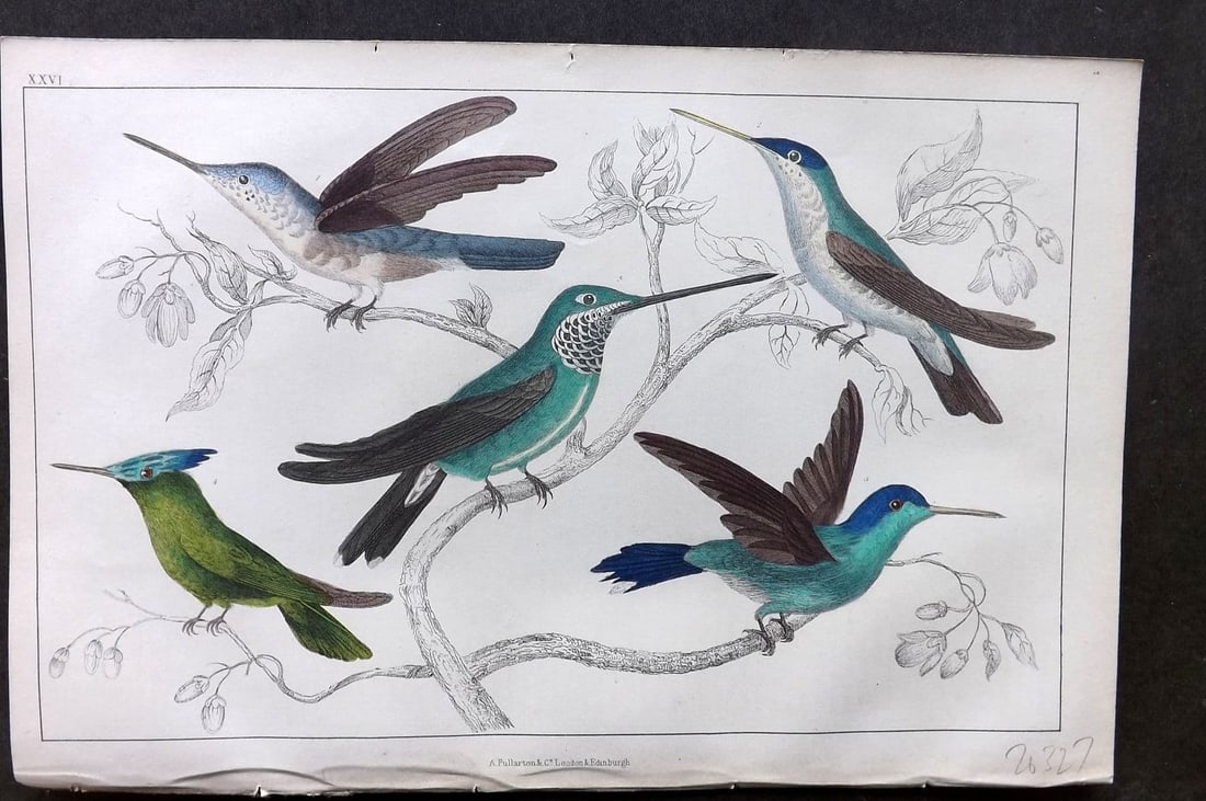 Goldsmith, Oliver 1855 Hand Col Bird Print. Hummingbirds 26 (1 of 1)