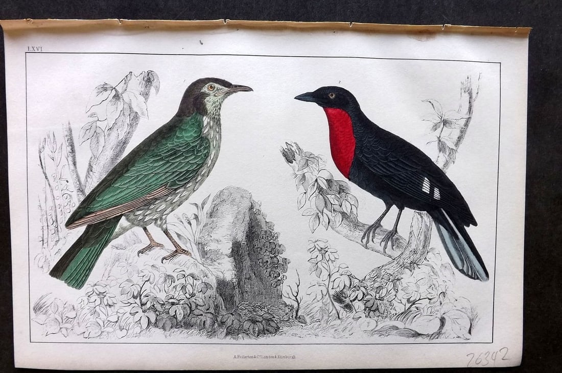Goldsmith, Oliver 1855 HC Bird Print. Araponga Summer Bird & Red-Breasted Fruit Crow 66 (1 of 1)