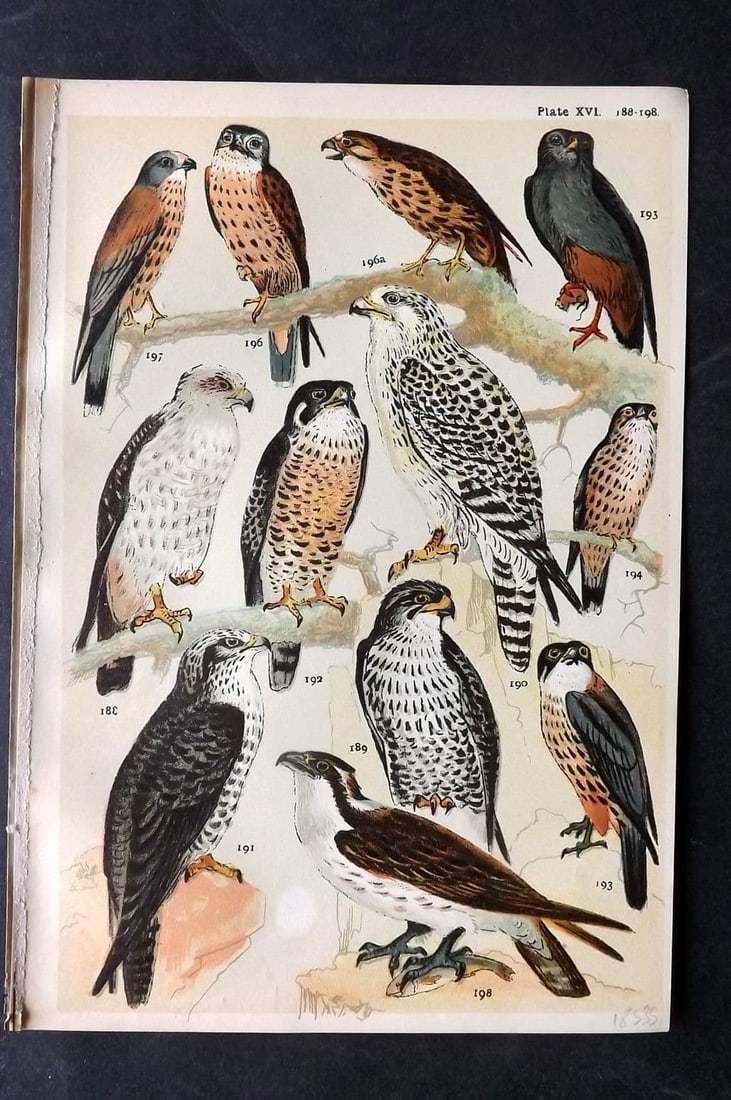 Gordon, W. J. C1900 Bird Print. Buzzard, Falcon, Hobby, Kestrel, Osprey 16 (1 of 1)