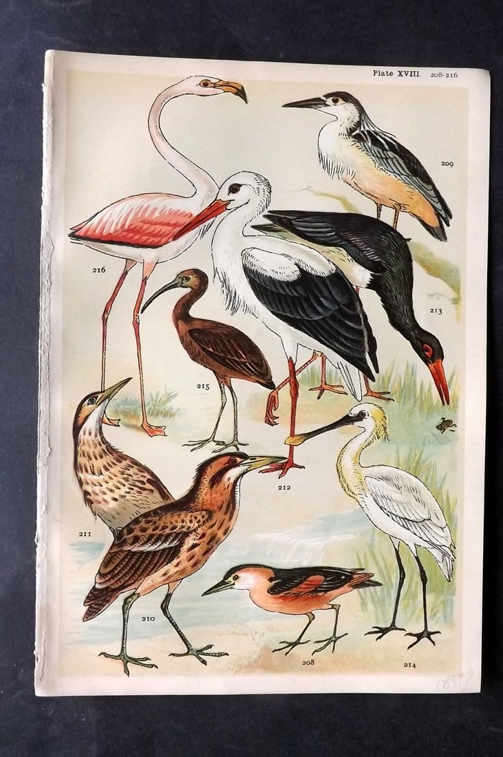 Gordon, W. J. C1900 Bird Print. Flamingo, Ibis, Spoonbill, Heron, Bittern 18 (1 of 1)