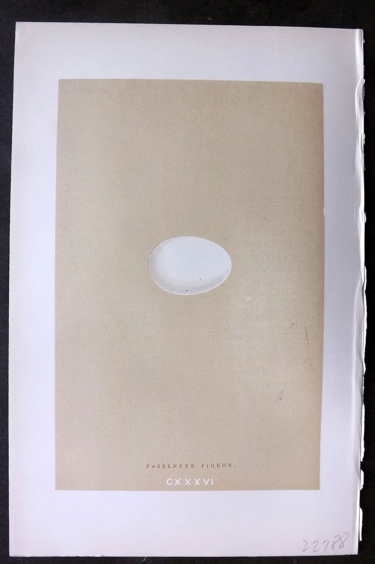 Morris, Francis1896 Antique Bird Egg Print. Passenger Pigeon 136 Extinct (1 of 1)