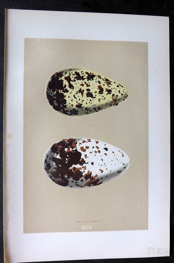 Morris, Francis1896 Antique Bird Egg Print. Guillemot 205 (1 of 1)