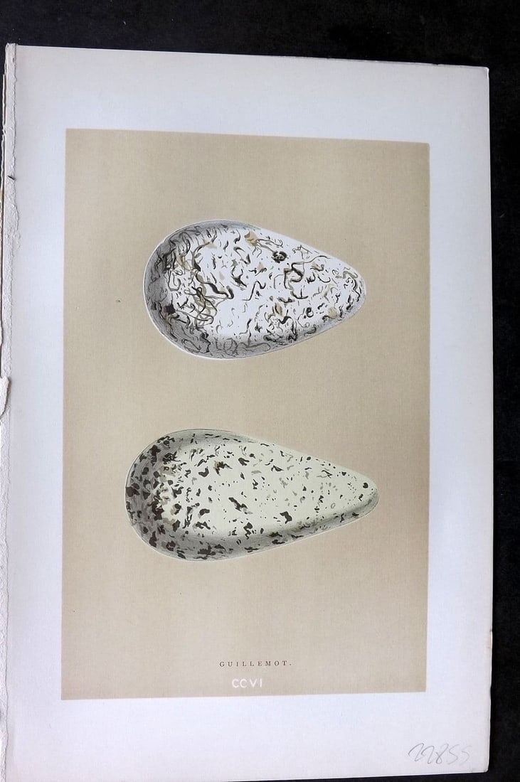 Morris, Francis1896 Antique Bird Egg Print. Guillemot 206 (1 of 1)