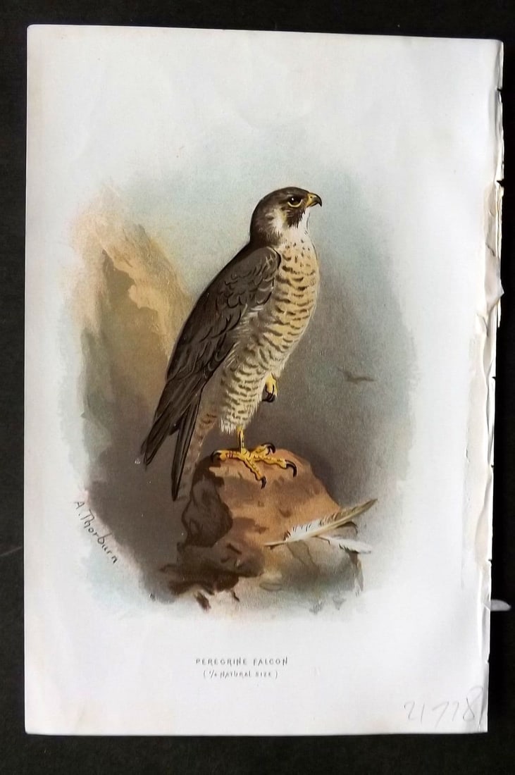 Swaysland & Thorburn 1883 Antique Bird Print. Peregrine Falcon (1 of 1)