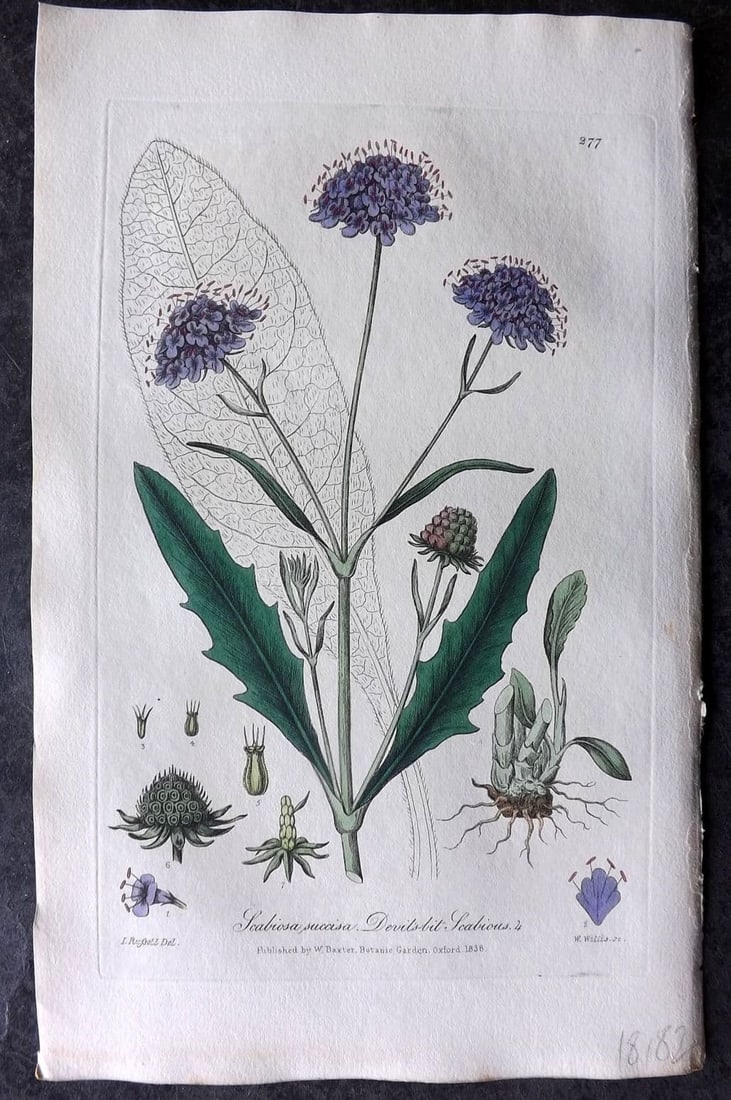 Baxter, William 1839 Hand Col Botanical Print. Devil's bit Scabious 277 (1 of 1)