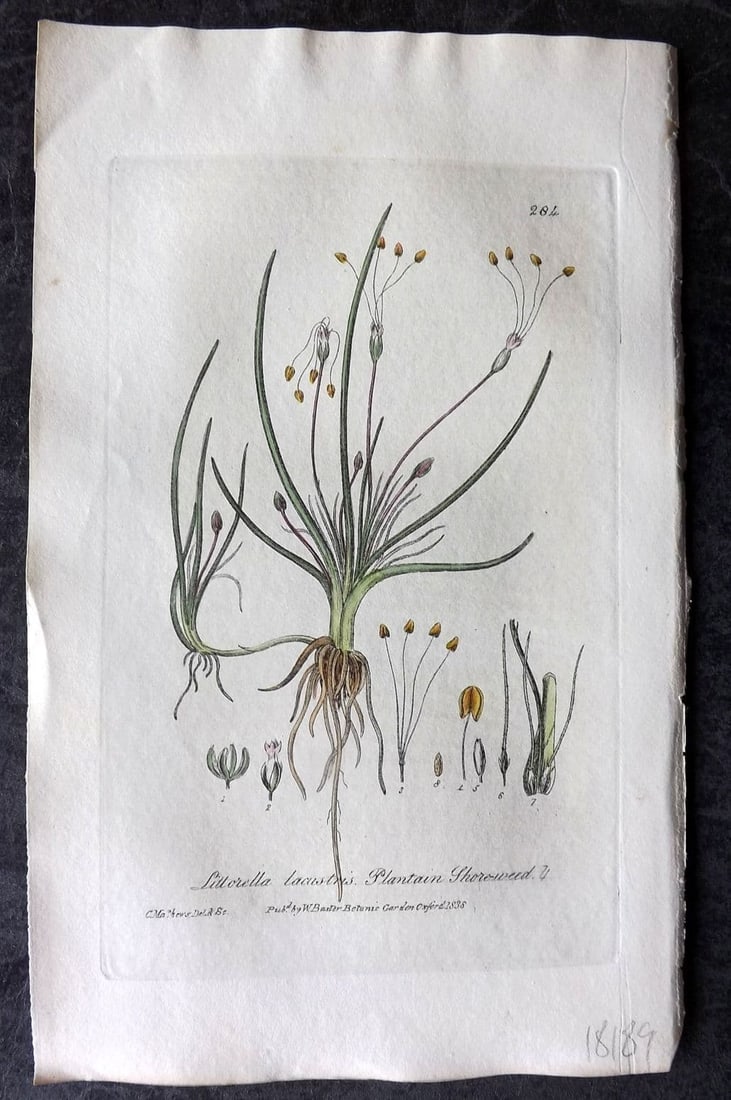 Baxter, William 1839 Hand Col Botanical Print. Plantain Shoreweed 284 (1 of 1)