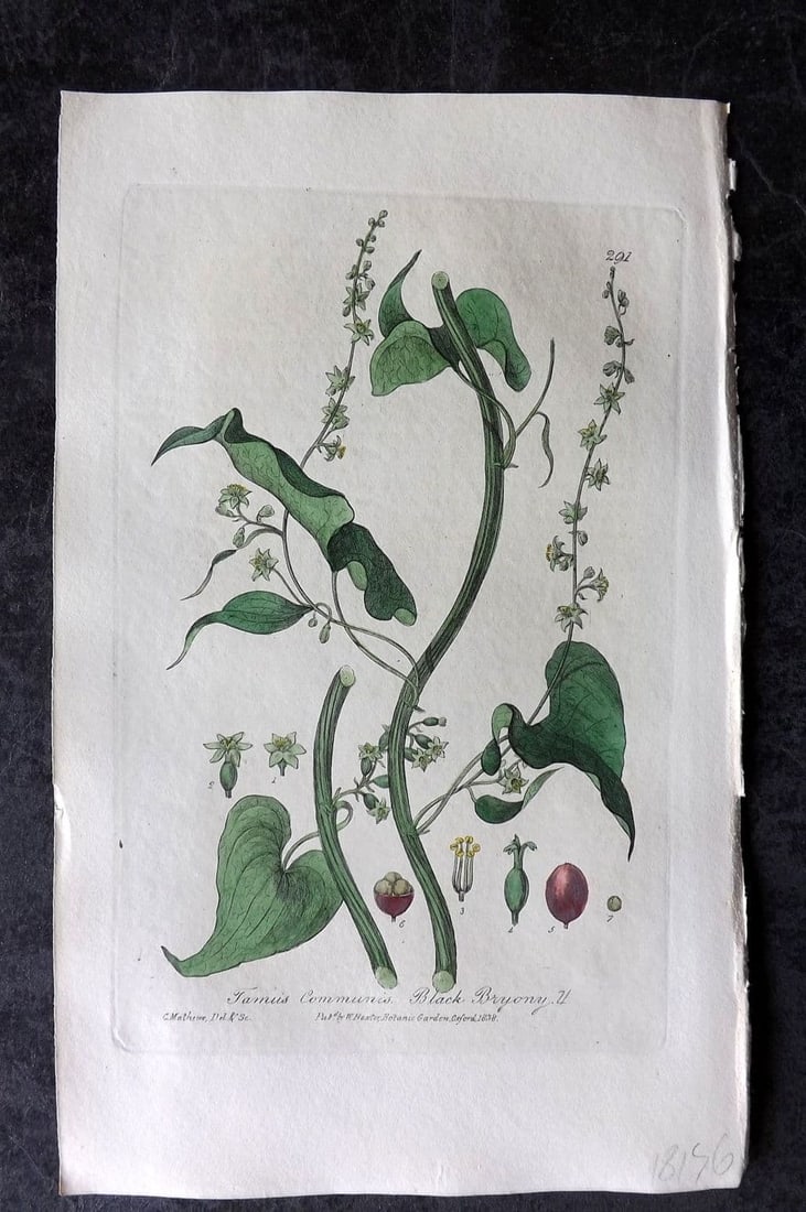 Baxter, William 1839 Hand Col Botanical Print. Black Bryons 291 (1 of 1)
