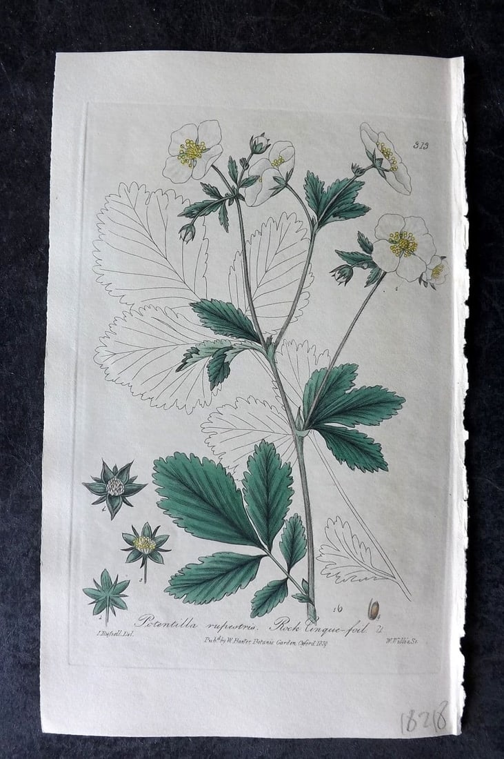 Baxter, William 1839 Hand Col Botanical Print. Rock Cinque Foil 313: Antique Etching Published 1834-43, Oxford for "British Phaenogamous Botany; or, Figures and Descriptions of British Flowering Plants" by William Baxter. Fine hand colour as issued. Paper Size: 9 x 5.5